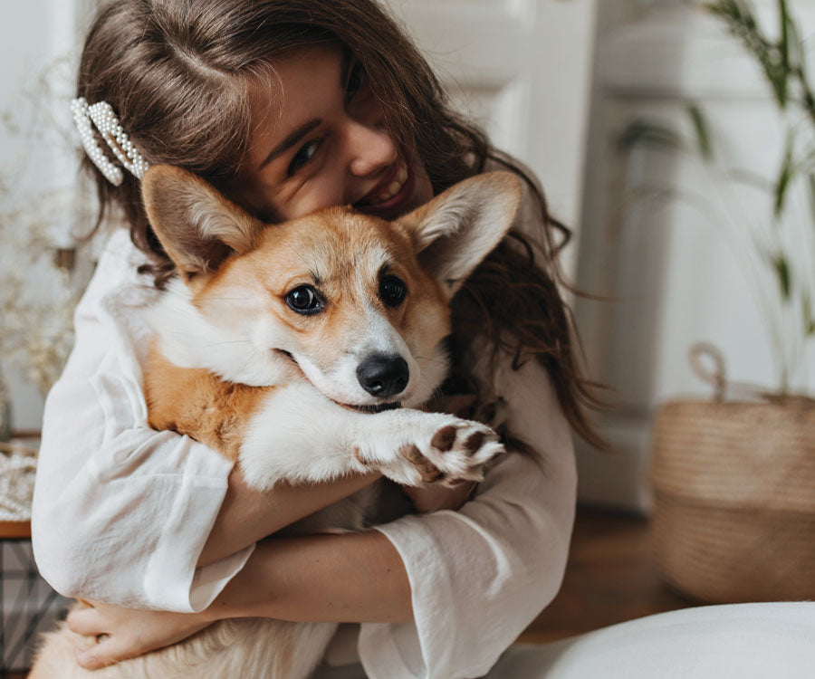 Why Dogs Are the Best Companions You Can Have