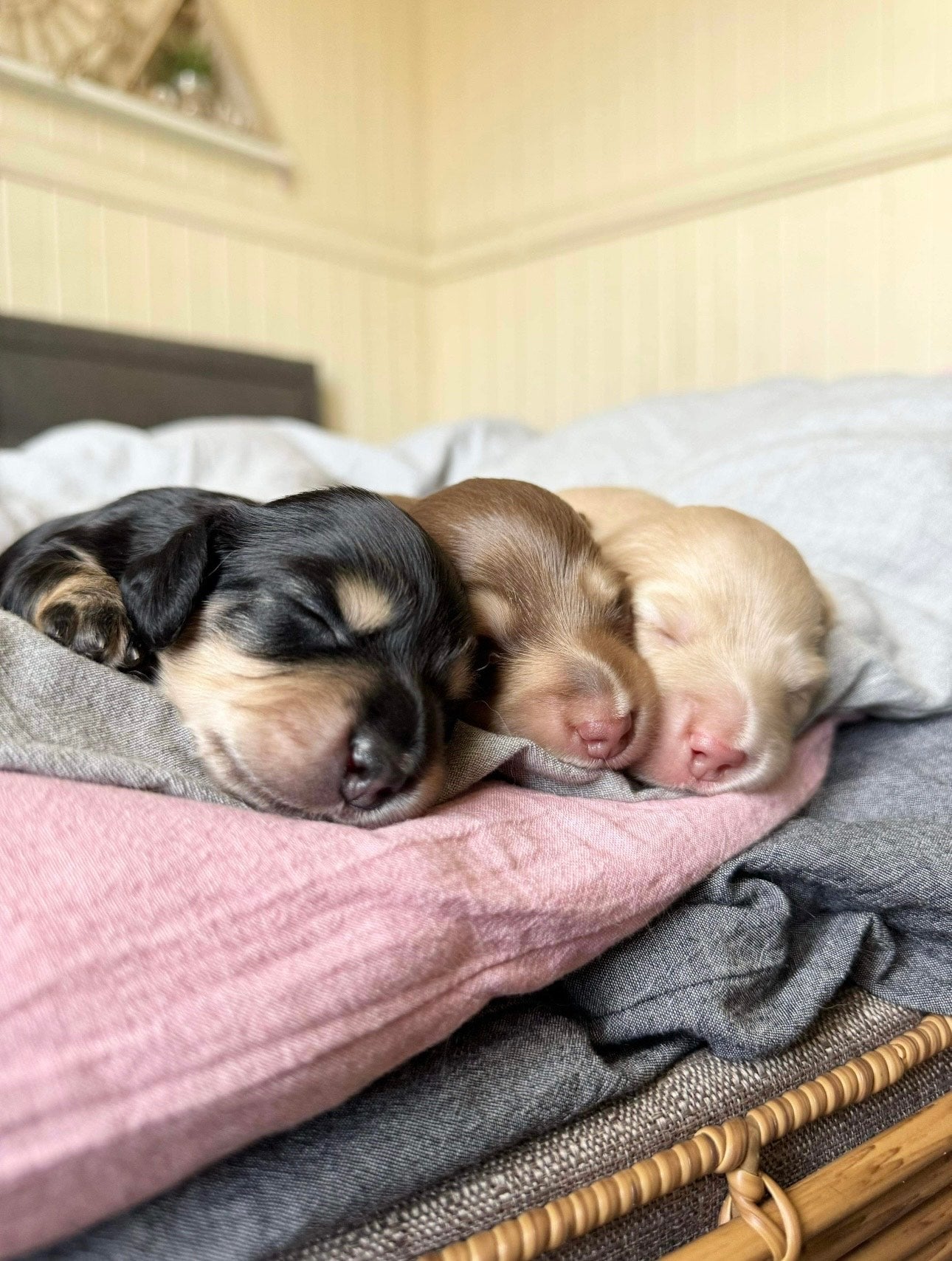 Dapple & Co - Friends of Doggie Doonie